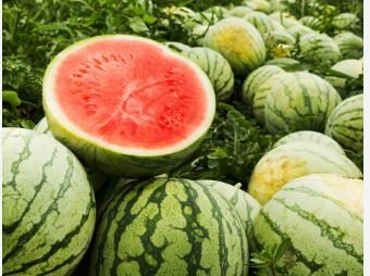Color Skin Red Inside Middle Sweet Juicy Watermelon 'Ling Long Ha' Organic 20 PCS Seeds