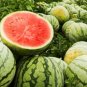 Color Skin Red Inside Middle Sweet Juicy Watermelon 'Ling Long Ha' Organic 20 PCS Seeds