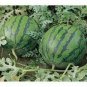 Color Skin Red Inside Middle Sweet Juicy Watermelon 'Ling Long Ha' Organic 20 PCS Seeds