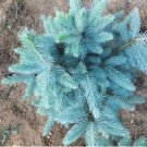 Colorado Blue Spruce Tree Picea pungens Fir Plant 30 PCS Seeds