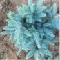 Colorado Blue Spruce Tree Picea pungens Fir Plant 30 PCS Seeds