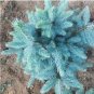 Colorado Blue Spruce Tree Picea pungens Fir Plant 30 PCS Seeds