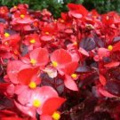 Colorful Begonia Bonsai 100 PCS Seeds