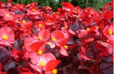 Colorful Begonia Bonsai 100 PCS Seeds