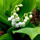 Colorful Bell Orchid Lily of The Valley Perennia Flower 50 PCS Seeds Colorful Bell Orchid Lily of The Valley Perennia Flower 50 PCS Seeds