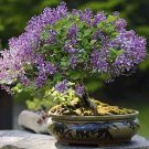 Colorful Bonsai Lilac Plant Japanese Lilac 50 PCS Seeds Colorful Bonsai Lilac Plant Japanese Lilac 50 PCS Seeds