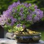 Colorful Bonsai Lilac Plant Japanese Lilac 50 PCS Seeds