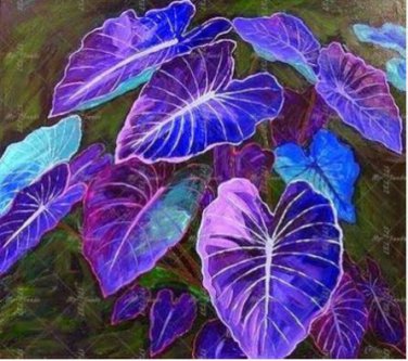 Colorful Caladium Dwarf Bonsai Plant Burnt Rose Elephant Ear 200 PCS Seeds