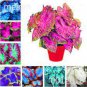 Colorful Caladium Dwarf Bonsai Plant Burnt Rose Elephant Ear 200 PCS Seeds