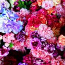 Colorful Carnations Seeds Dianthus Caryophyllus Cut Flowers 100 PCS Seeds Colorful Carnations Seeds Dianthus Caryophyllus Cut Flowers 100 PCS Seeds