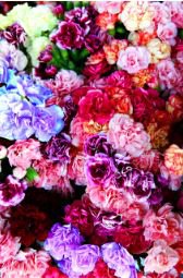 Colorful Carnations Seeds Dianthus Caryophyllus Cut Flowers 100 PCS Seeds