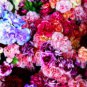 Colorful Carnations Seeds Dianthus Caryophyllus Cut Flowers 100 PCS Seeds