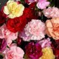 Colorful Carnations Seeds Dianthus Caryophyllus Cut Flowers 100 PCS Seeds