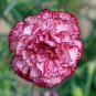 Colorful Carnations Seeds Dianthus Caryophyllus Cut Flowers 100 PCS Seeds