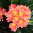 Colorful Clivia Miniata Bonsai, Indoor Gorgeous Seed Bush Lily Flower 100 PCS Seeds Colorful Clivia Miniata Bonsai, Indoor Gorgeous Seed Bush Lily Flower 100 PCS Seeds