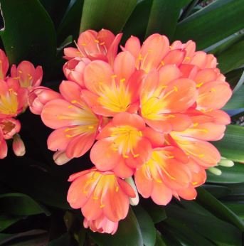 Colorful Clivia Miniata Bonsai, Indoor Gorgeous Seed Bush Lily Flower 100 PCS Seeds
