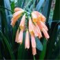 Colorful Clivia Miniata Bonsai, Indoor Gorgeous Seed Bush Lily Flower 100 PCS Seeds