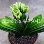 Colorful Clivia Miniata Bonsai, Indoor Gorgeous Seed Bush Lily Flower 100 PCS Seeds
