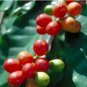 Colorful Coffee Bean Plants 10 PCS Seeds