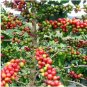 Colorful Coffee Bean Plants 10 PCS Seeds