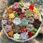 Colorful Echereria Mixed 100 PCS Seeds