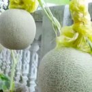 Colorful Ellipse Sweet Melon 20 PCS Seeds Colorful Ellipse Sweet Melon 20 PCS Seeds