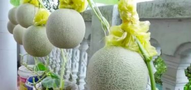 Colorful Ellipse Sweet Melon 20 PCS Seeds