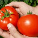 Colorful F2 Big Tomato 30 PCS Seeds