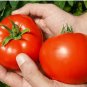 Colorful F2 Big Tomato 30 PCS Seeds