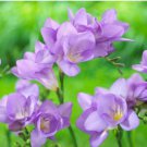Colorful Freesia Seeds True Fragrant Gorgeous Freesia seedsplants Flowers