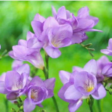 Colorful Freesia Seeds True Fragrant Gorgeous Freesia seedsplants Flowers