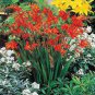 Colorful Freesia Seeds True Fragrant Gorgeous Freesia seedsplants Flowers