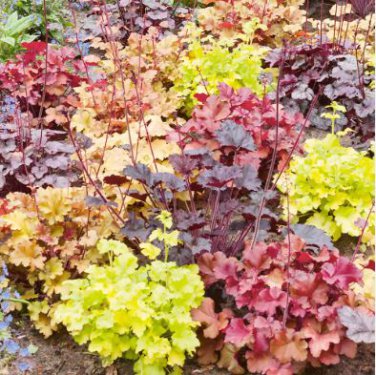 Colorful Heuchera Bonsai Potted Coral Bell Flower Plants 200 PCS Seeds