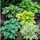 Colorful Hosta 100 PCS Seeds