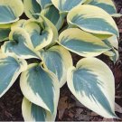 Colorful Hosta Flores Indoor Bonai 200 PCS Seeds
