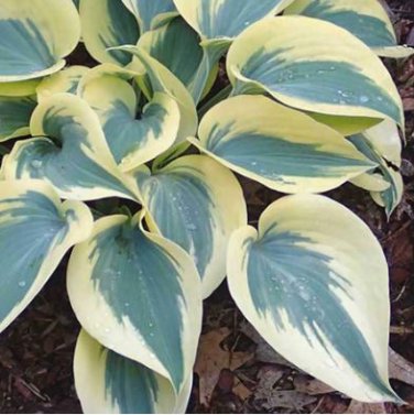 Colorful Hosta Flores Indoor Bonai 200 PCS Seeds