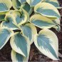 Colorful Hosta Flores Indoor Bonai 200 PCS Seeds