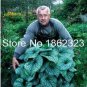 Colorful Hosta Flores Indoor Bonai 200 PCS Seeds