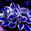 Colorful hosta Flores Indoor Bonsai Flower plantas 200 PCS Seeds