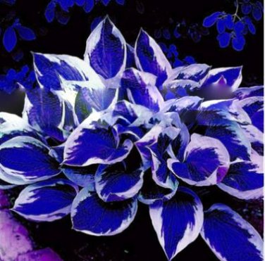 Colorful hosta Flores Indoor Bonsai Flower plantas 200 PCS Seeds