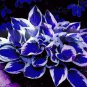 Colorful hosta Flores Indoor Bonsai Flower plantas 200 PCS Seeds