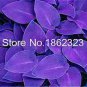 Colorful hosta Flores Indoor Bonsai Flower plantas 200 PCS Seeds