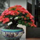 Colorful Ixora Chinensis Bonsai Plant Flower Bonsai Perennial Bougainvillea 100 PCS Seeds