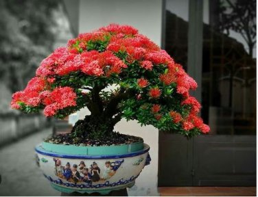 Colorful Ixora Chinensis Bonsai Plant Flower Bonsai Perennial Bougainvillea 100 PCS Seeds