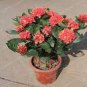 Colorful Ixora Chinensis Bonsai Plant Flower Bonsai Perennial Bougainvillea 100 PCS Seeds