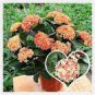 Colorful Ixora Chinensis Bonsai Plant Flower Bonsai Perennial Bougainvillea 100 PCS Seeds