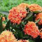 Colorful Ixora Chinensis Bonsai Plant Flower Bonsai Perennial Bougainvillea 100 PCS Seeds