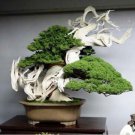 Colorful Japanese Juniper Mixed 100 PCS Seeds Colorful Japanese Juniper Mixed 100 PCS Seeds