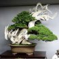 Colorful Japanese Juniper Mixed 100 PCS Seeds