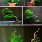 Colorful Japanese Juniper Mixed 100 PCS Seeds